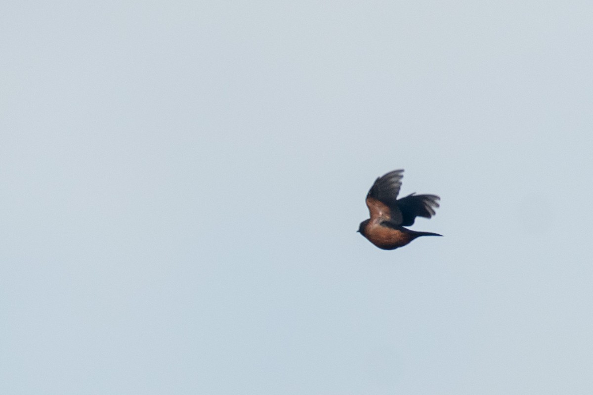 Shelley's Starling - ML250751311