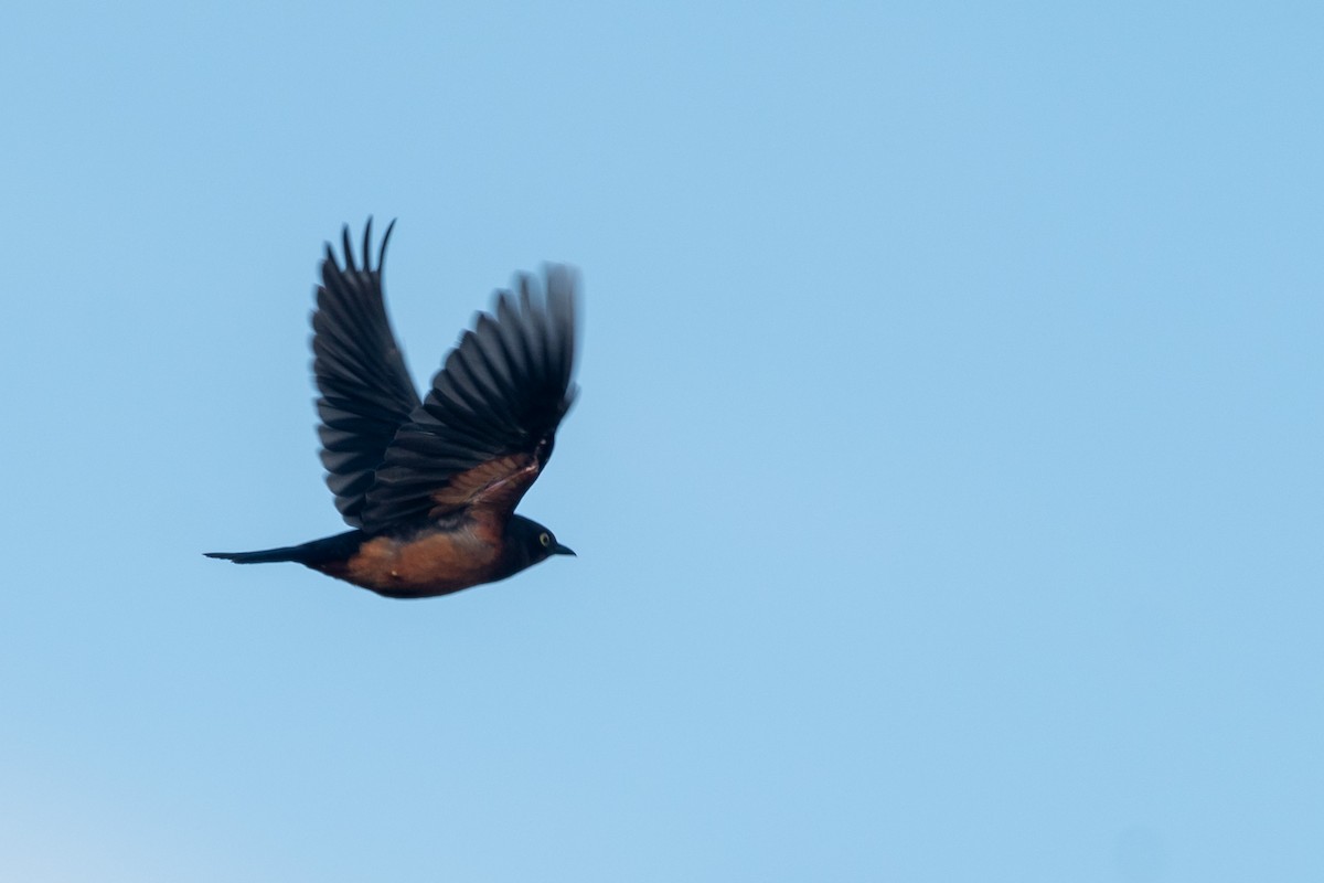 Shelley's Starling - ML250751331