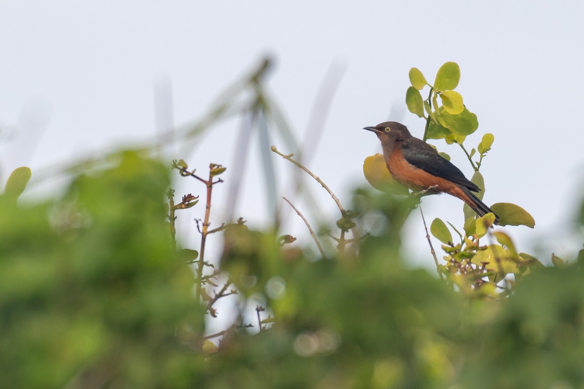Shelley's Starling - ML250751361