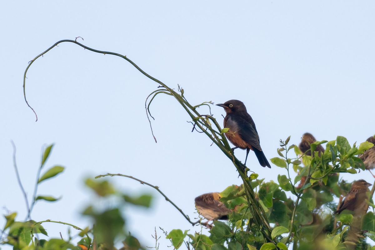 Shelley's Starling - ML250751371