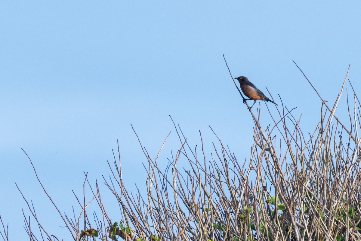 Shelley's Starling - Raphaël Nussbaumer