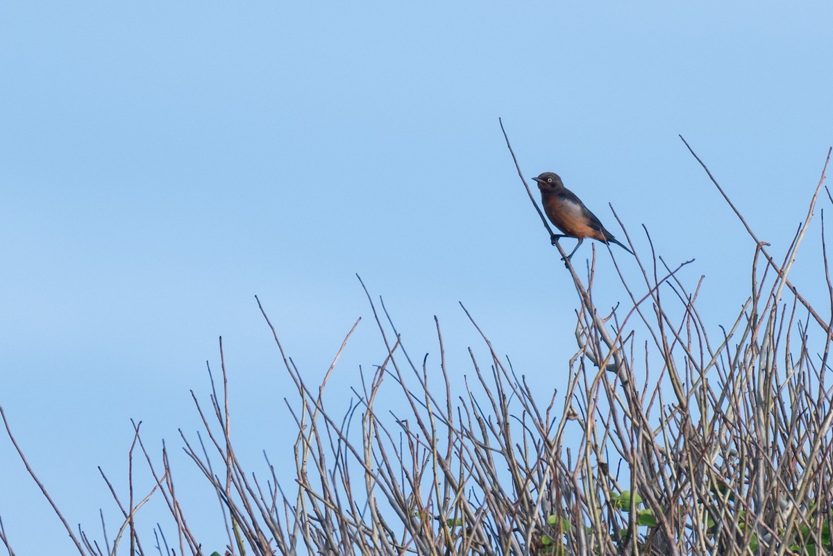 Shelley's Starling - Raphaël Nussbaumer