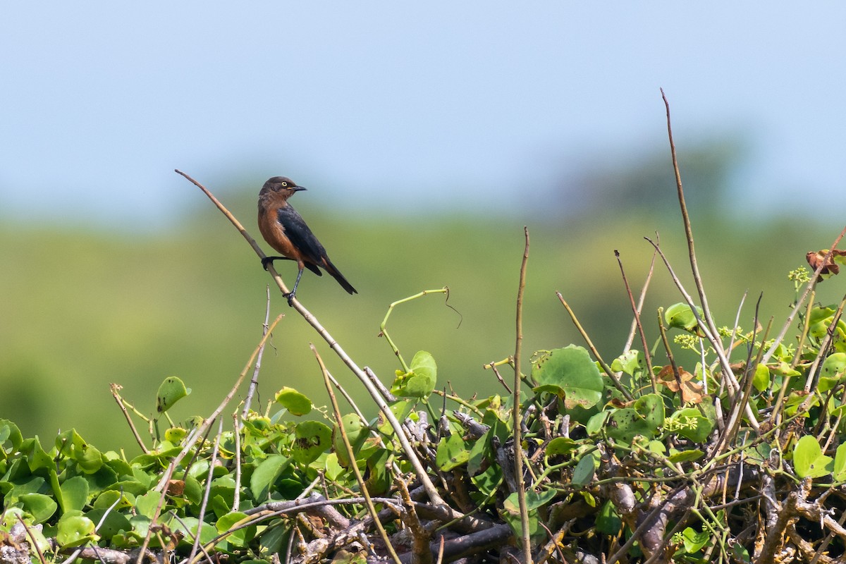 Shelley's Starling - ML250751451