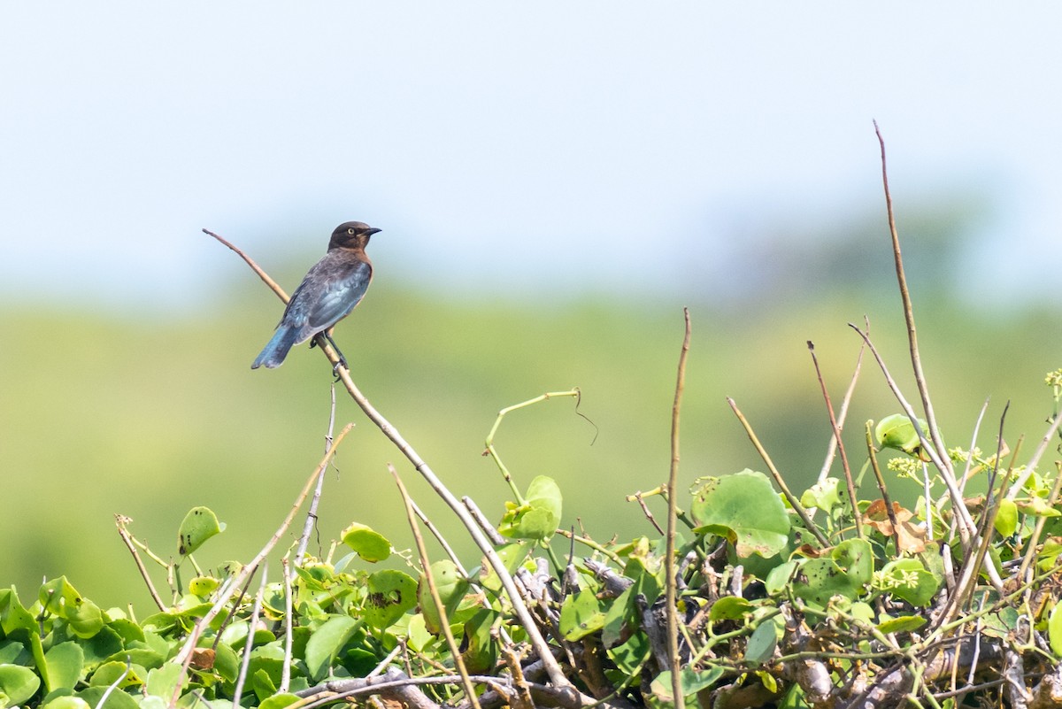 Shelley's Starling - ML250751491