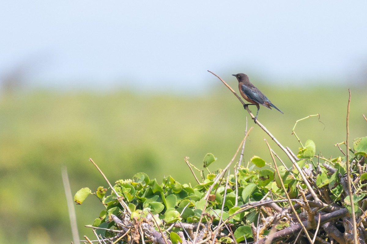 Shelley's Starling - ML250751511