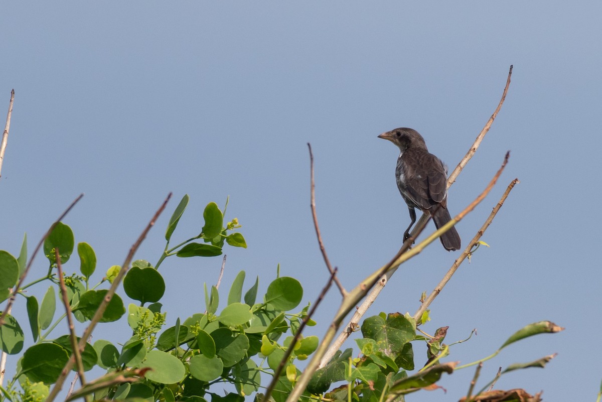Red-billed Buffalo-Weaver - ML250751531