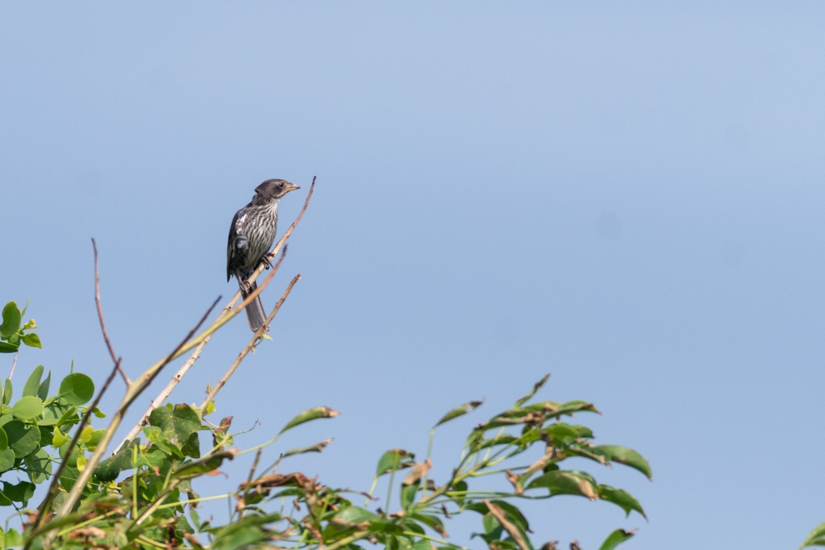 Red-billed Buffalo-Weaver - ML250751541