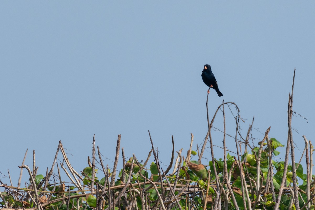 Village Indigobird - ML250751991