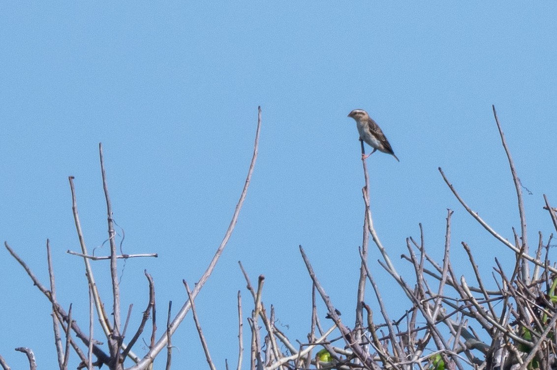 Village Indigobird - ML250752011