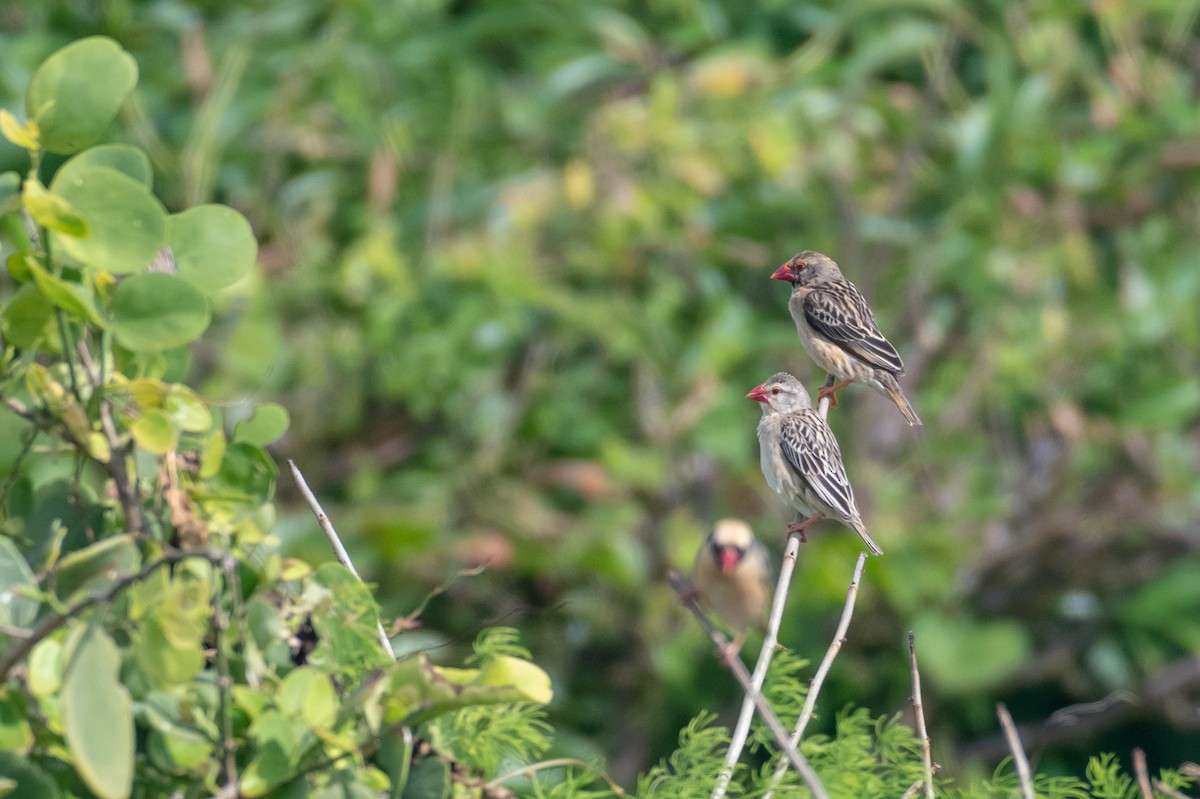 Red-billed Quelea - Raphaël Nussbaumer