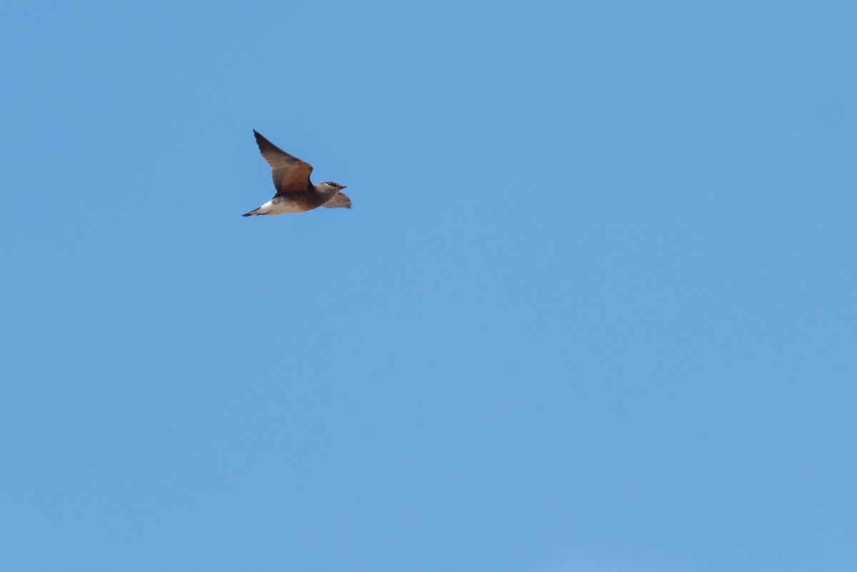 Madagascar Pratincole - ML250752501