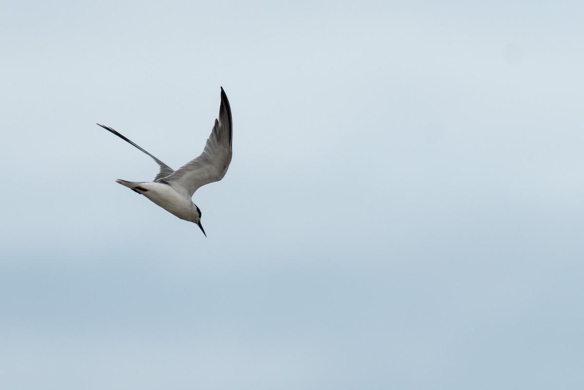 Common Tern - ML250752531