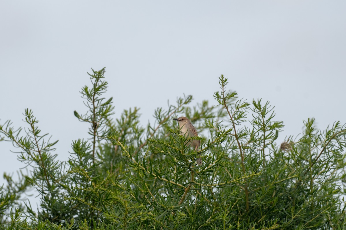 Coastal Cisticola - ML250752541