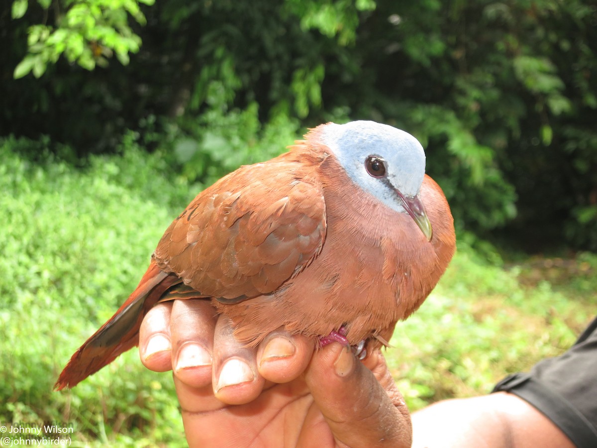 Blue-headed Wood-Dove - ML250752961