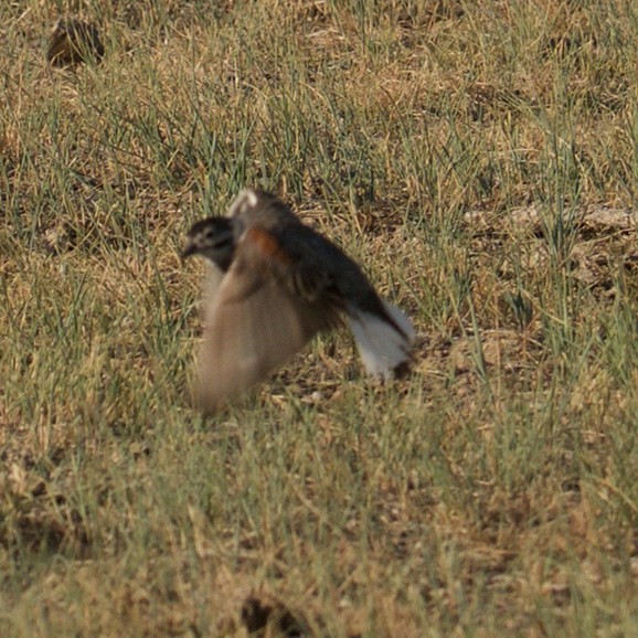 Thick-billed Longspur - ML250753711