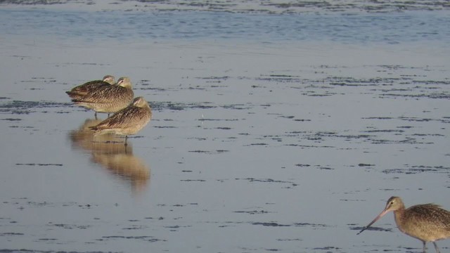 Marbled Godwit - ML250755081