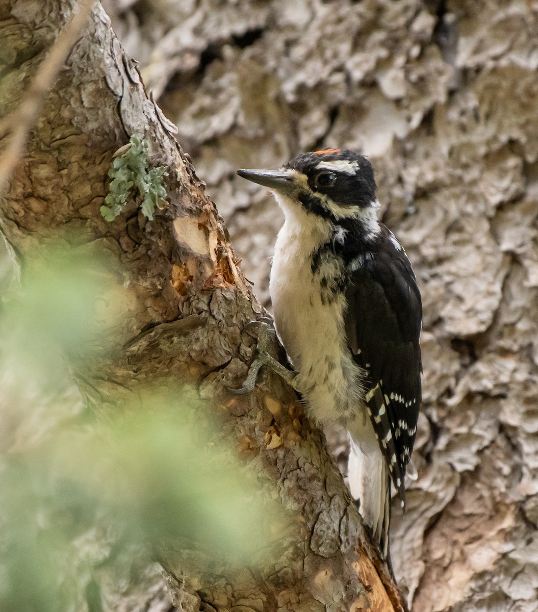 Hairy Woodpecker (Rocky Mts.) - Mary McSparen