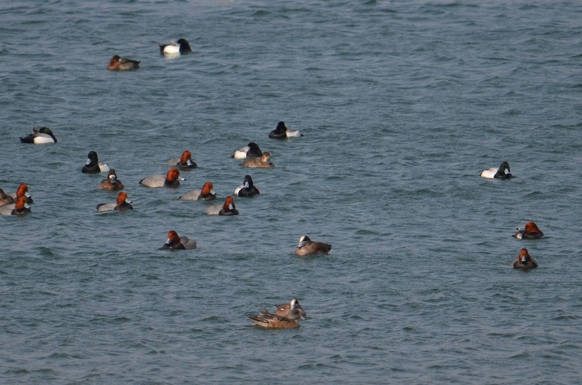 ברווז אמריקני - ML25075711