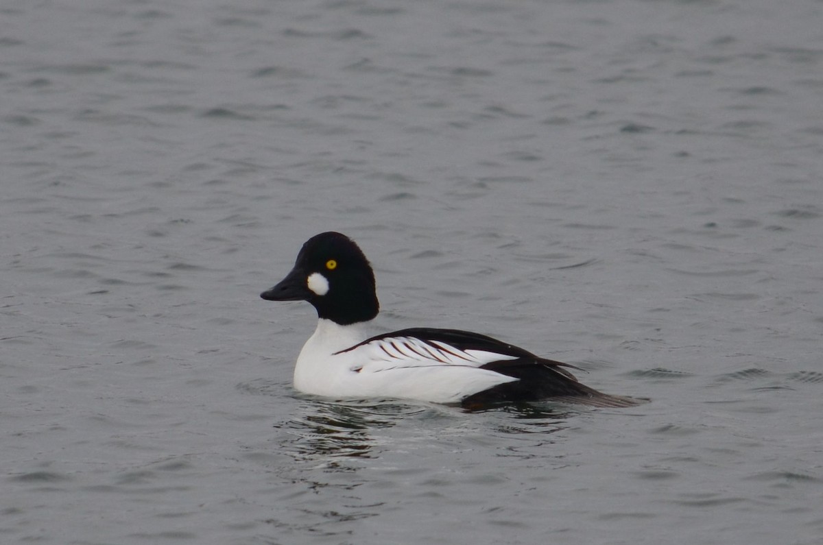 עבראש ירוק - ML25075741