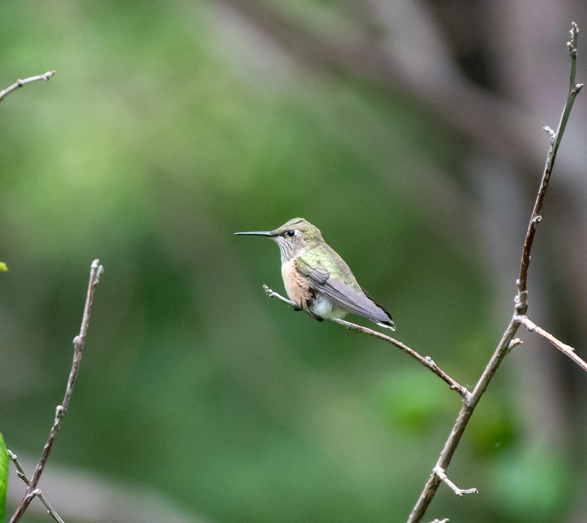 Broad-tailed Hummingbird - ML250757991