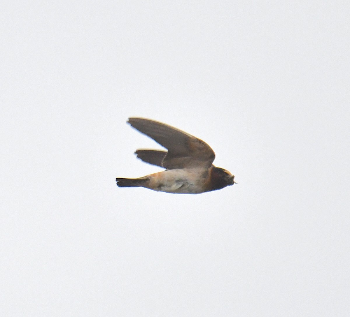 Cliff Swallow - ML250758031