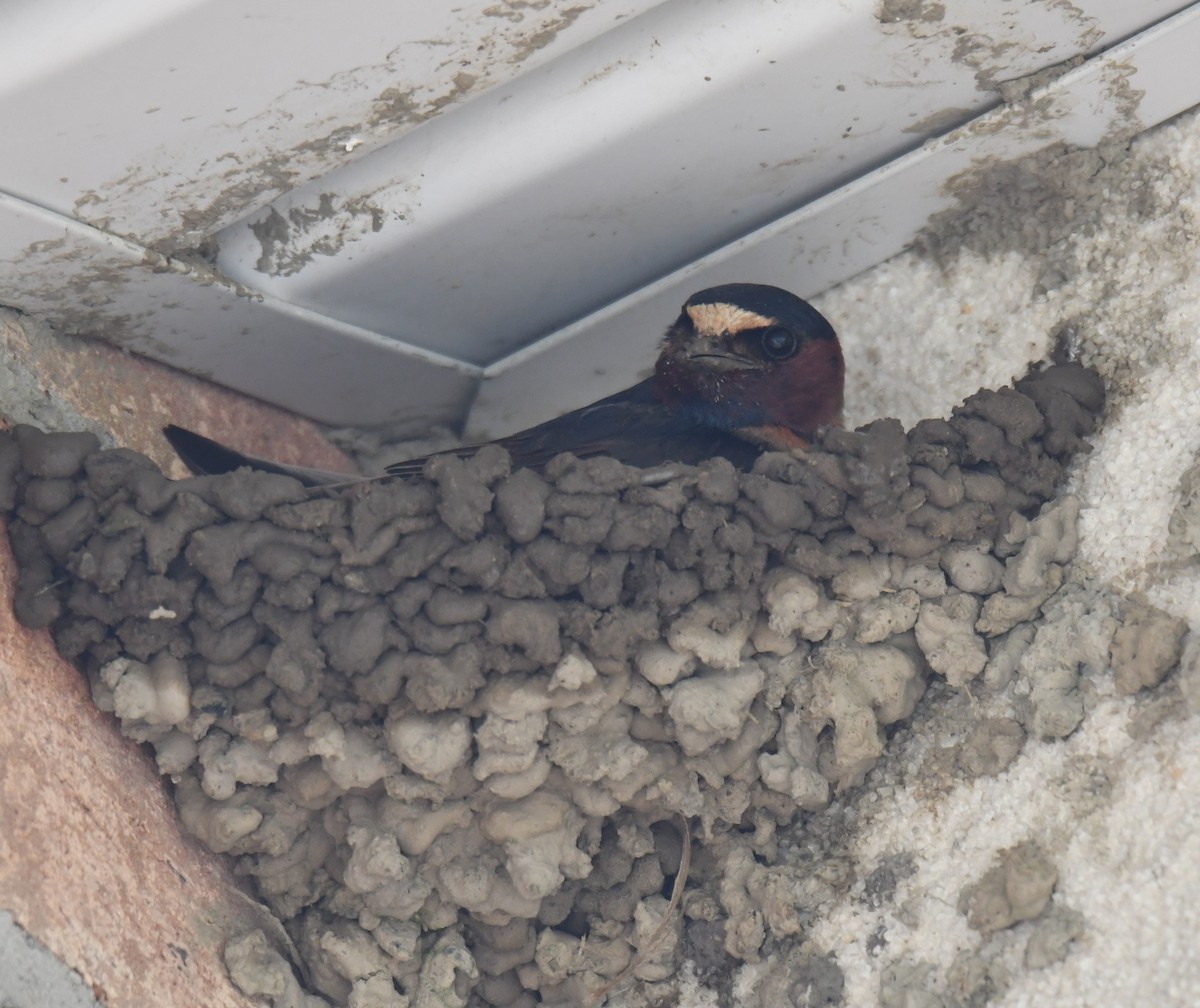 Cliff Swallow - ML250758041