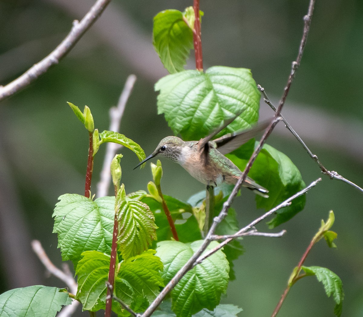 Broad-tailed Hummingbird - ML250758071