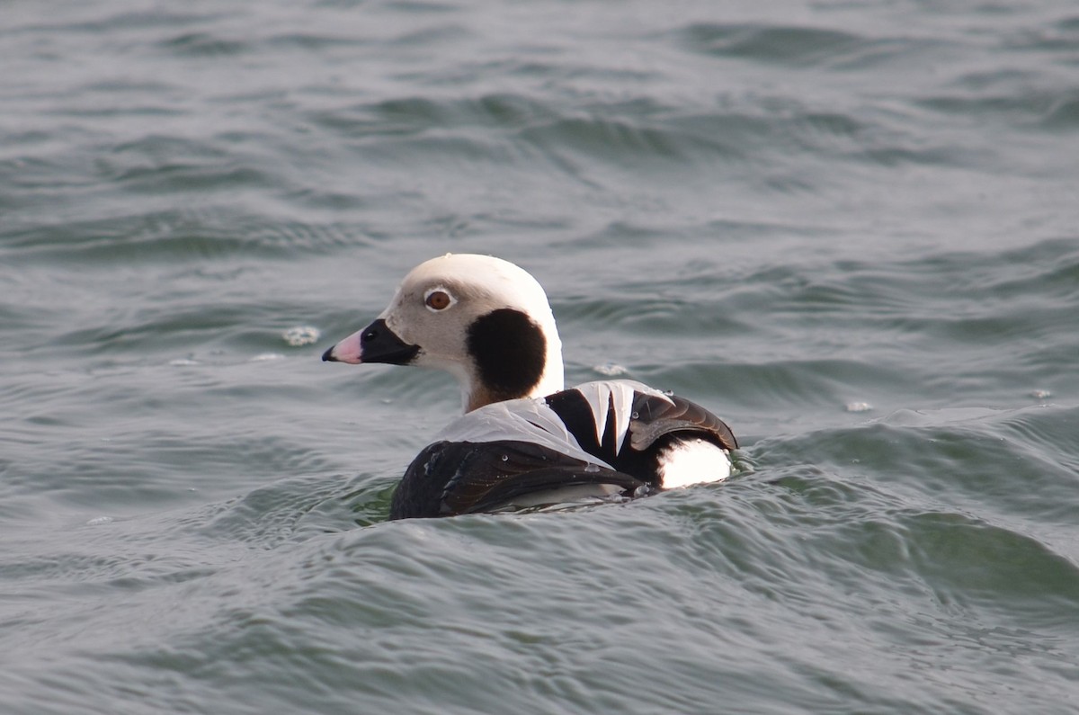 ברווז קרח - ML25075811