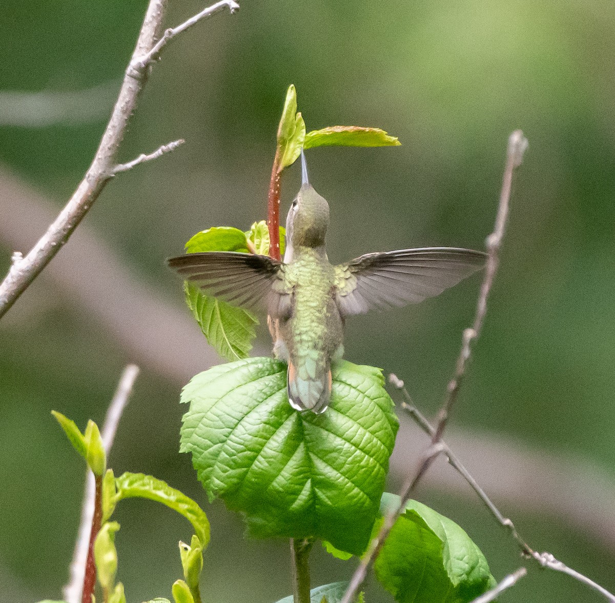 Broad-tailed Hummingbird - ML250758291