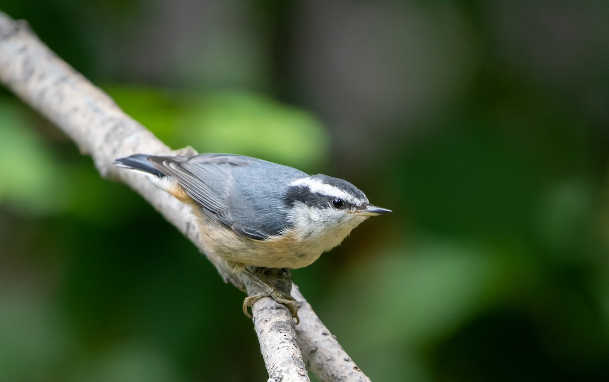Red-breasted Nuthatch - ML250758521