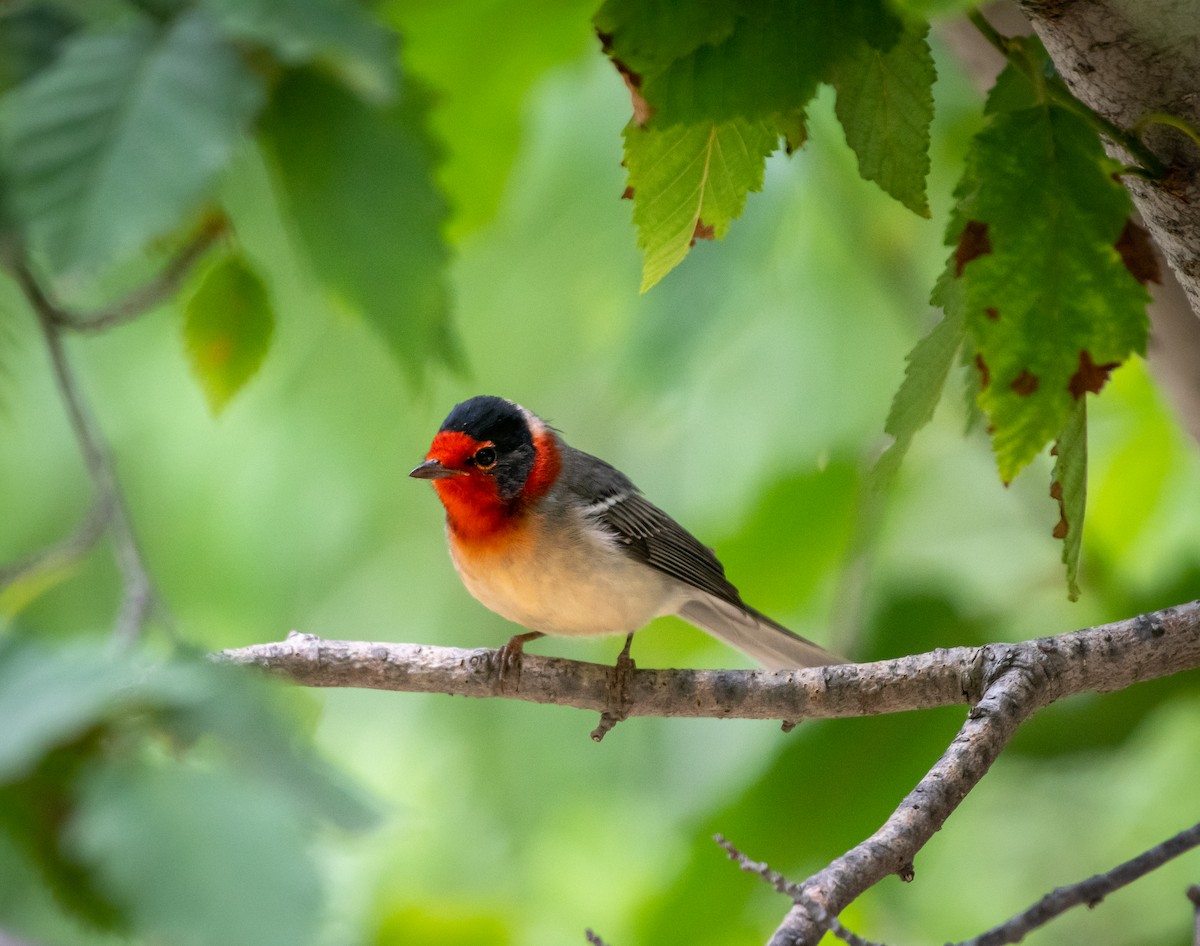 Red-faced Warbler - ML250759001