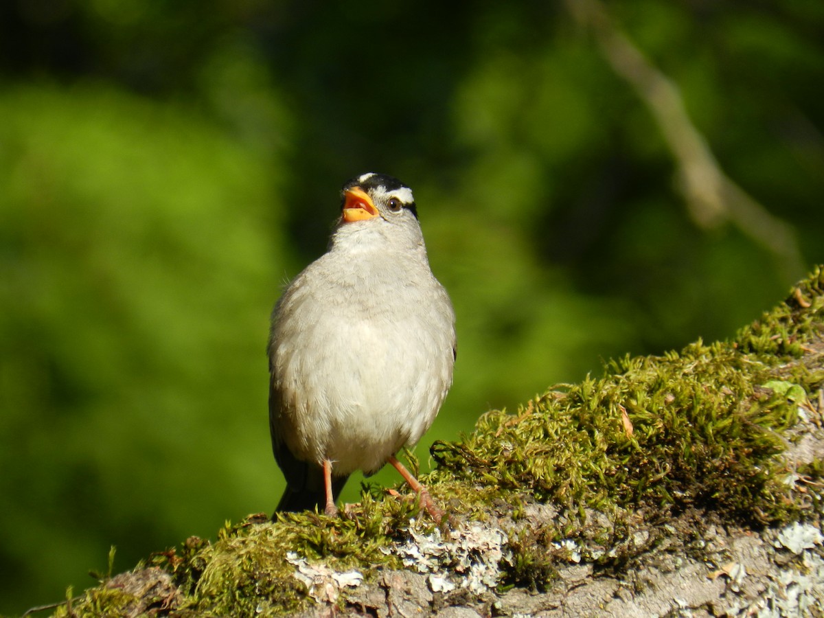 White-crowned Sparrow (pugetensis) - Joshua Brown
