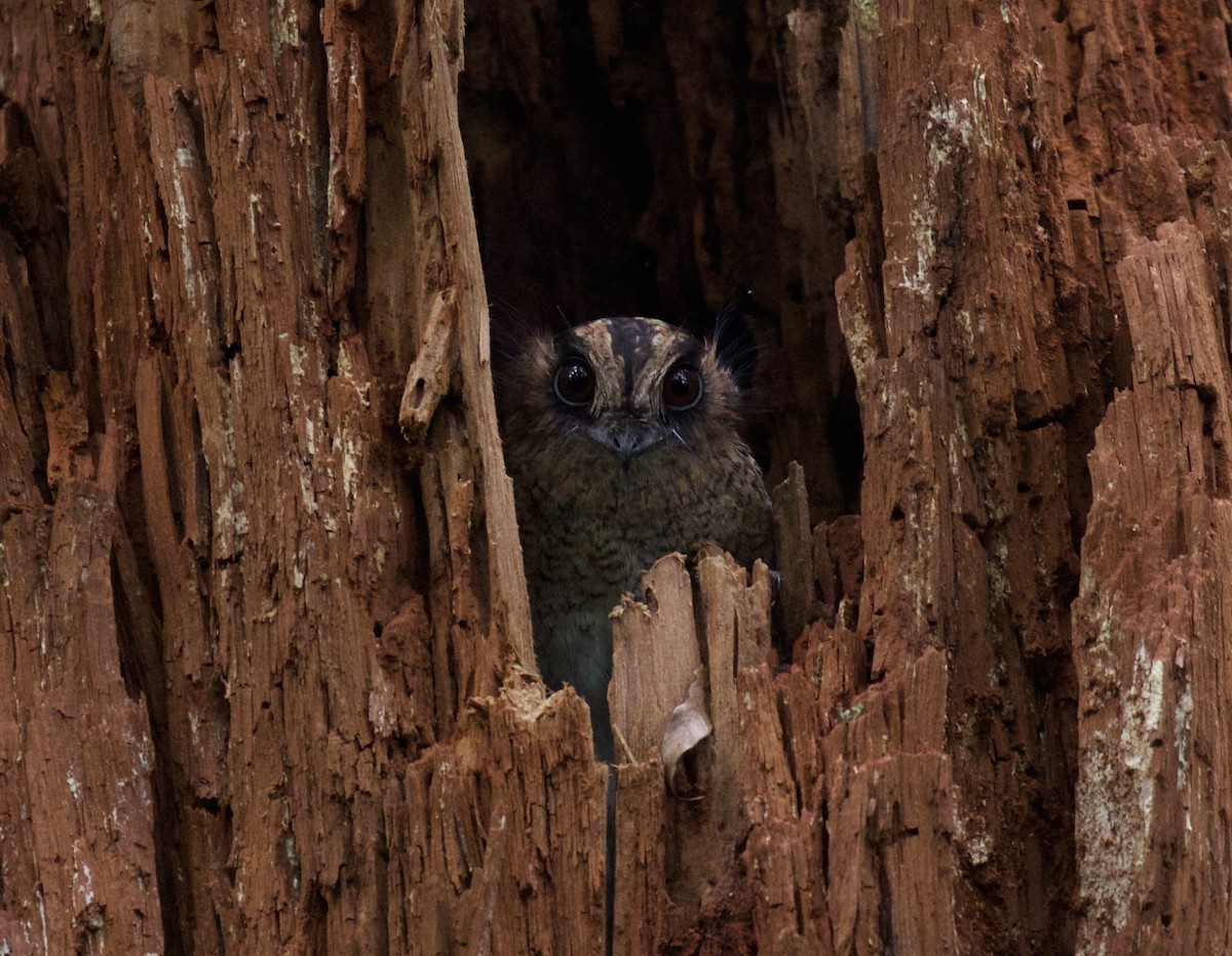 Vogelkop Owlet-nightjar - ML250759211