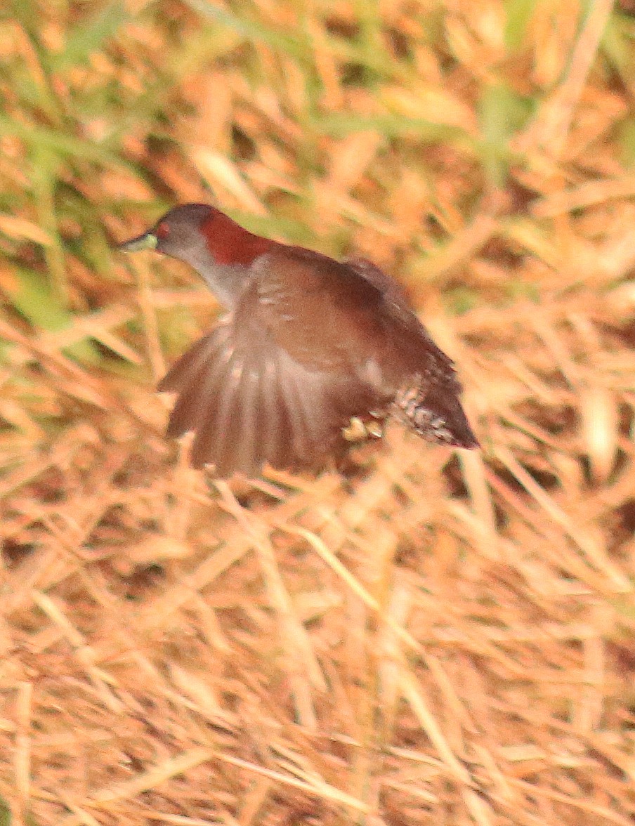 Gray-breasted Crake - ML250759931