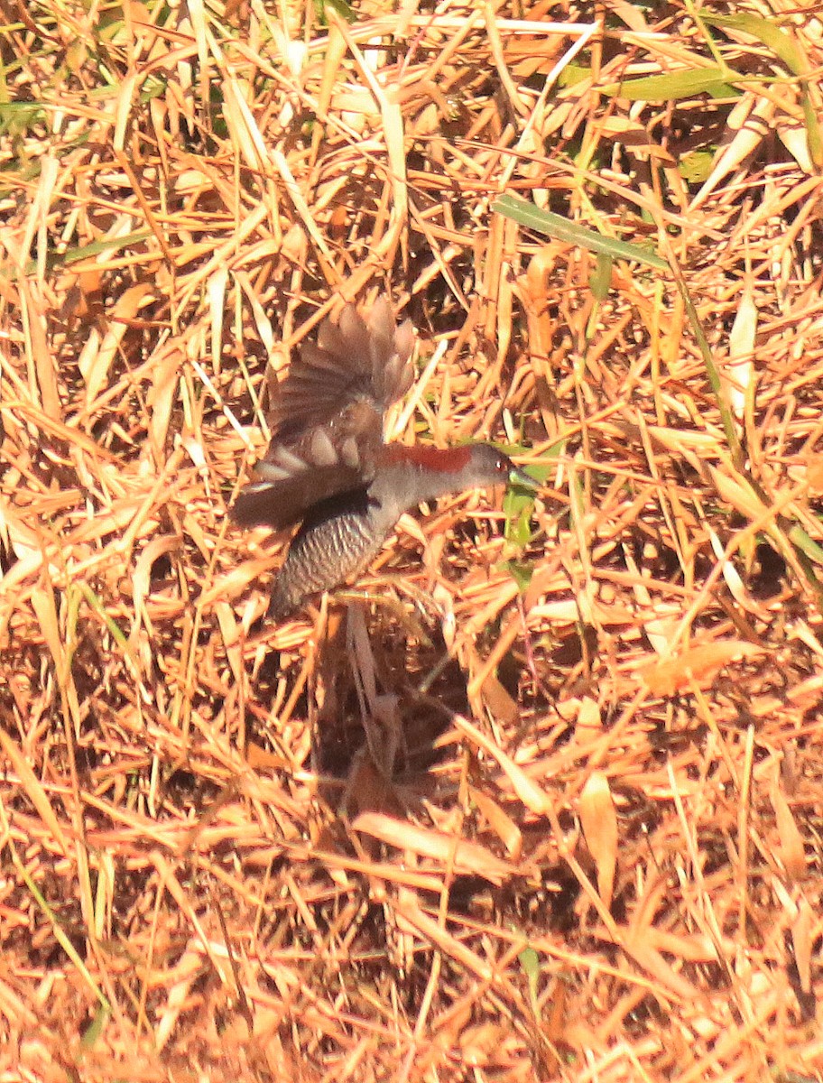 Gray-breasted Crake - ML250759961