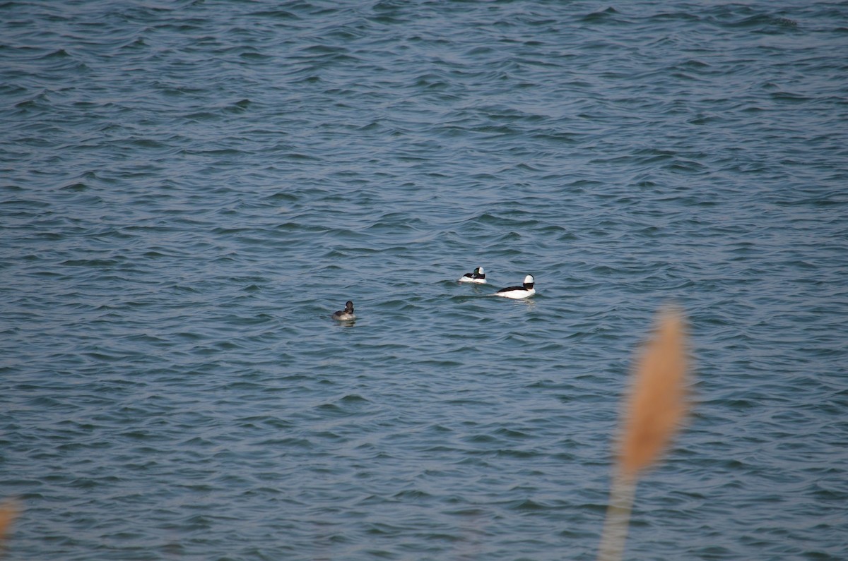 עבראש לבנוני - ML25076001