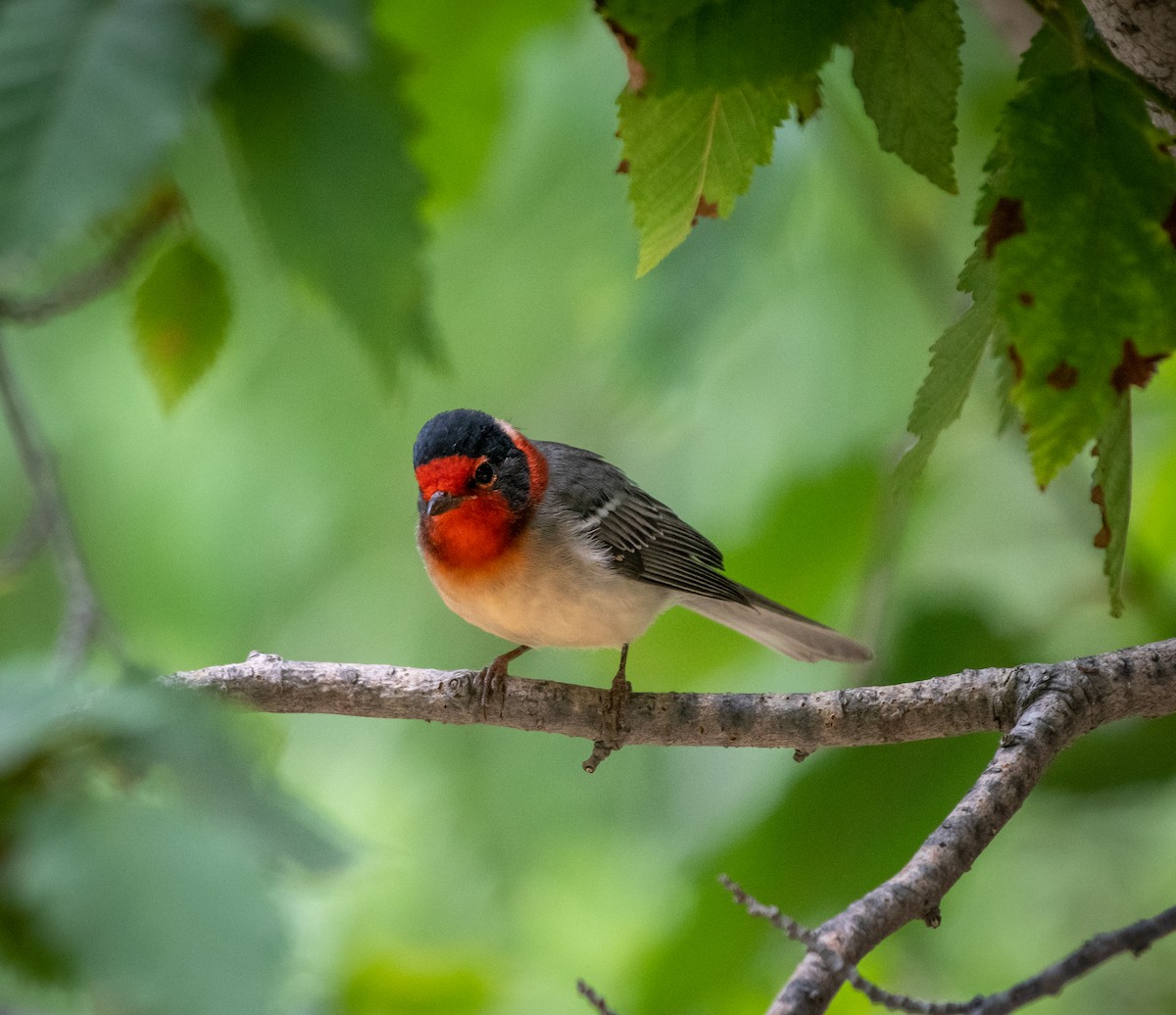 Red-faced Warbler - ML250760011