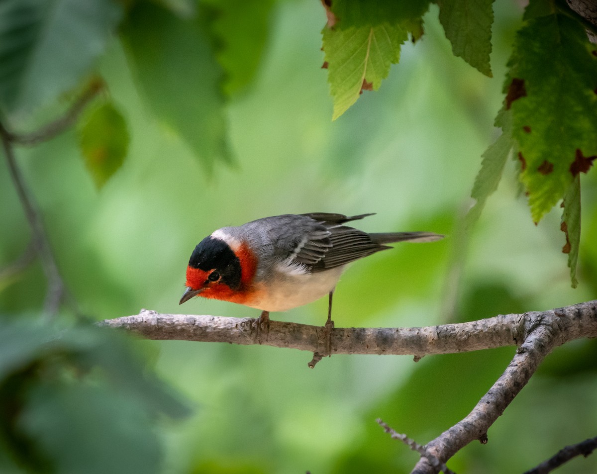 Red-faced Warbler - Mary McSparen
