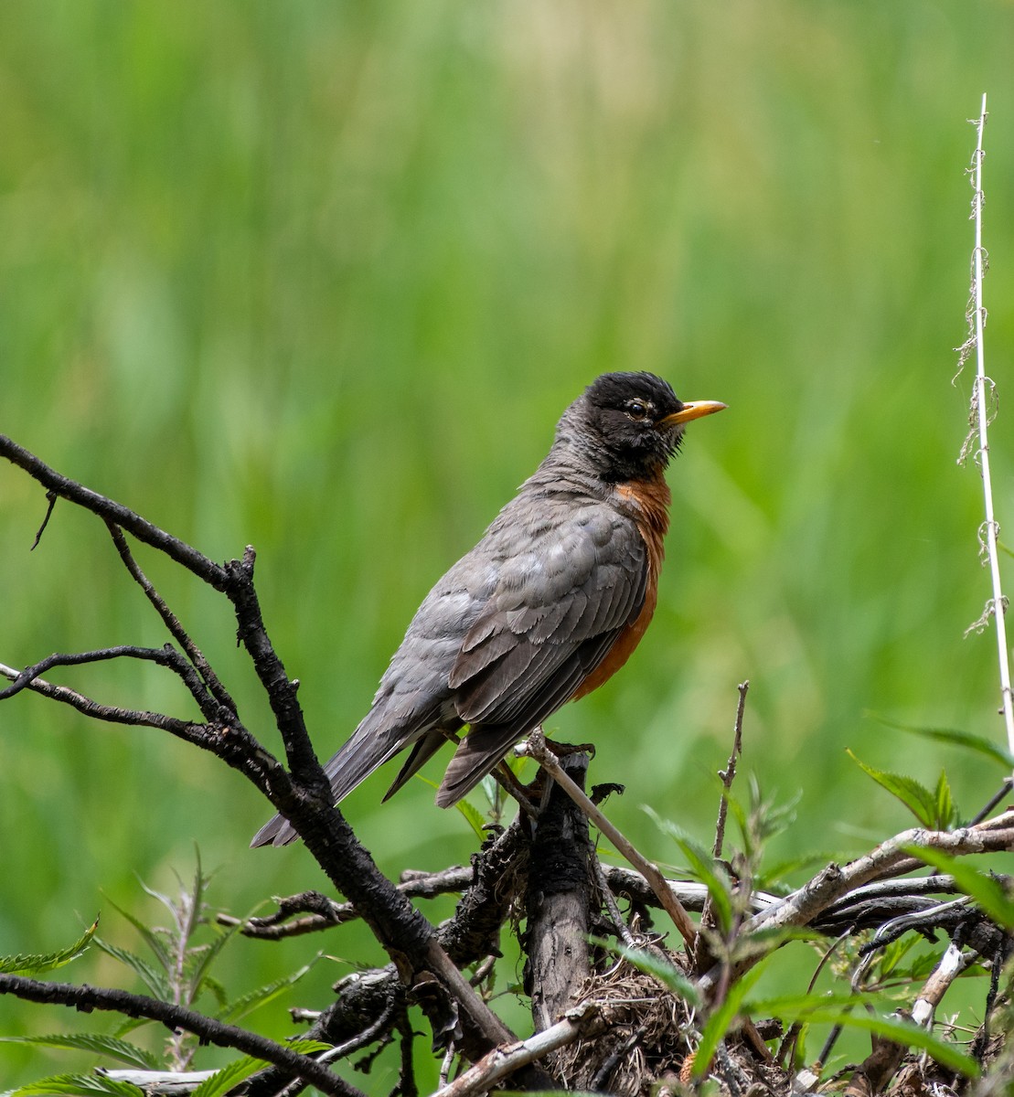 American Robin - ML250760081