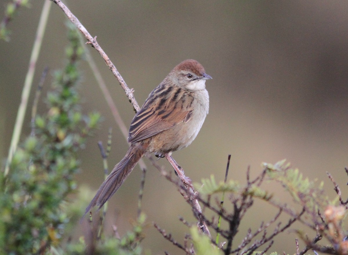 Papuan Grassbird - Stephan Lorenz