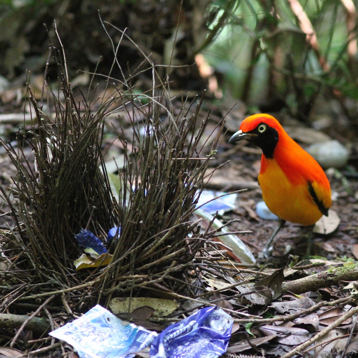 Masked Bowerbird - Stephan Lorenz