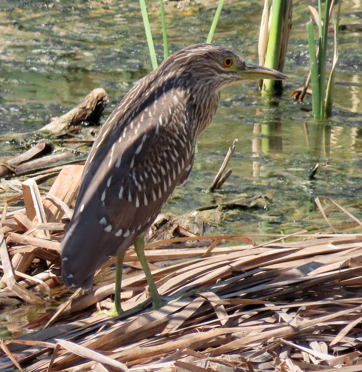 Black-crowned Night Heron - ML250762011