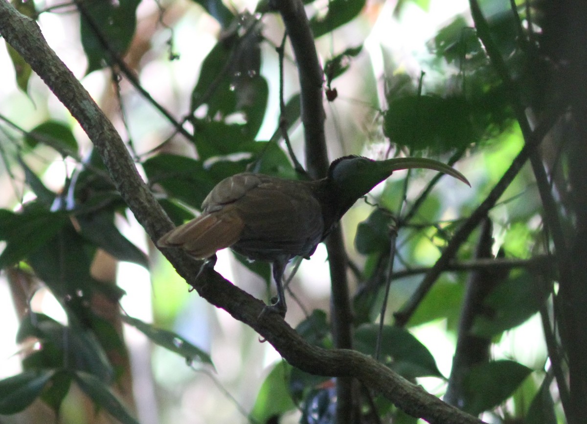 Pale-billed Sicklebill - ML250762241