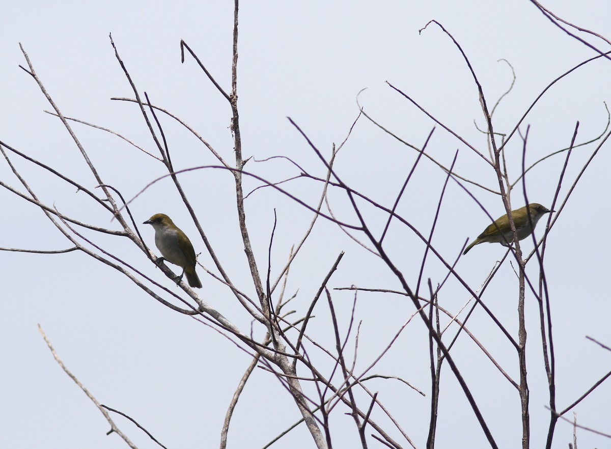 Biak White-eye - ML250762581