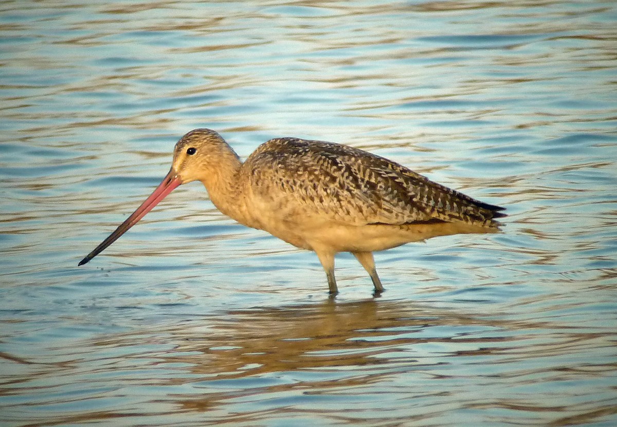 Marbled Godwit - ML250763421