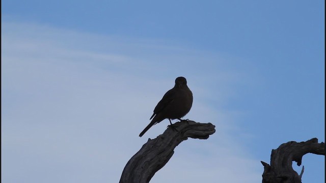 Great Shrike-Tyrant - ML250765191