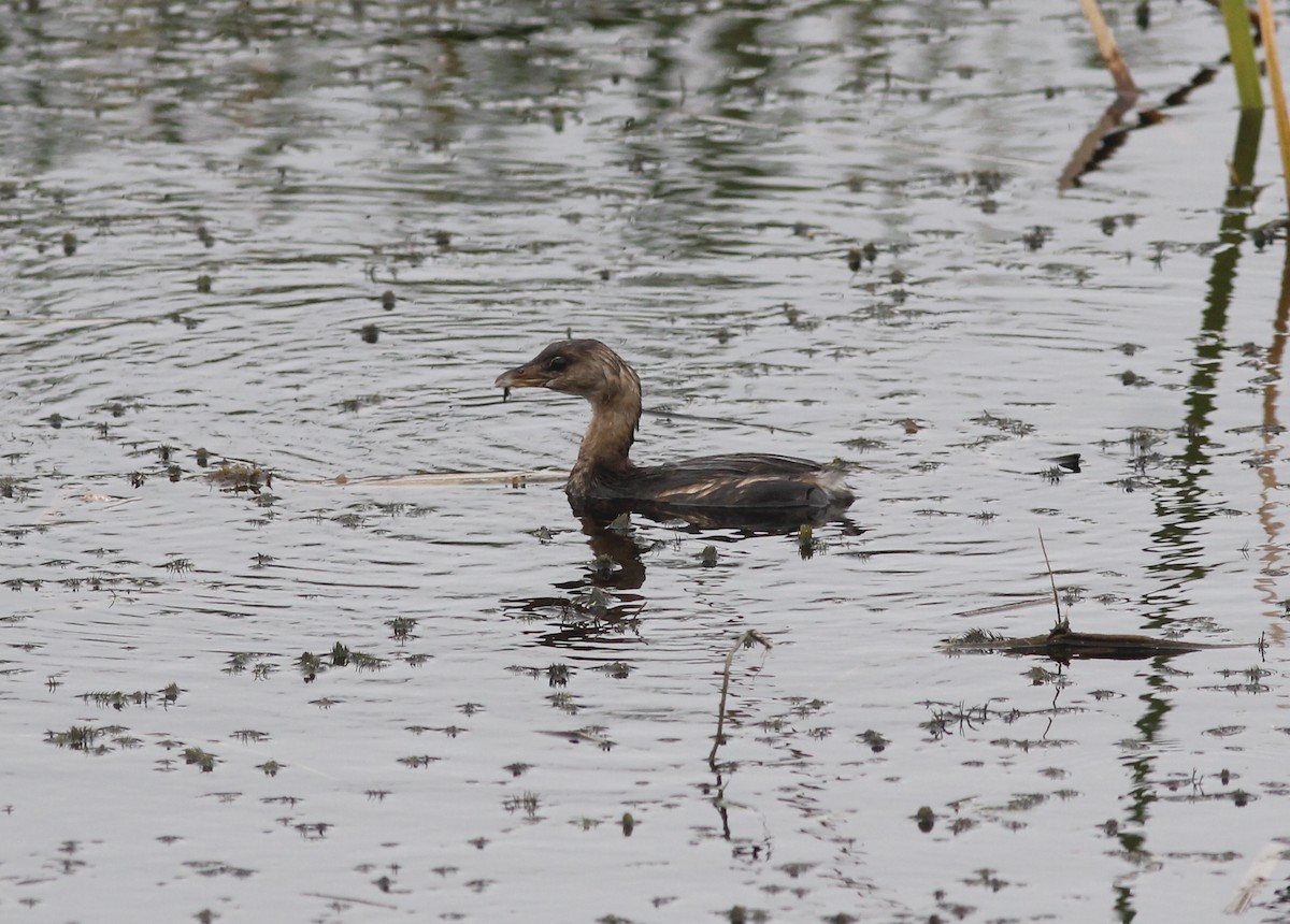 Pied-billed Grebe - ML250765581