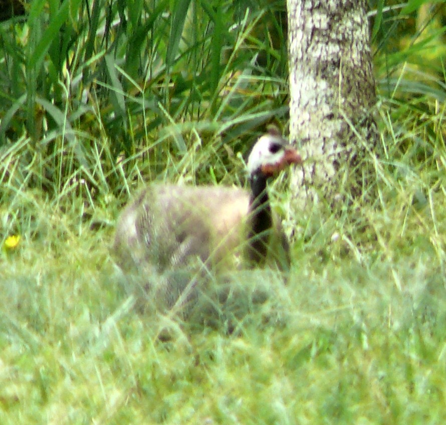 Helmeted Guineafowl (Domestic type) - ML250766861