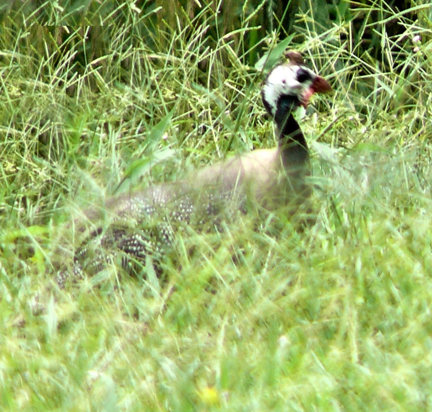 Helmeted Guineafowl (Domestic type) - ML250766871