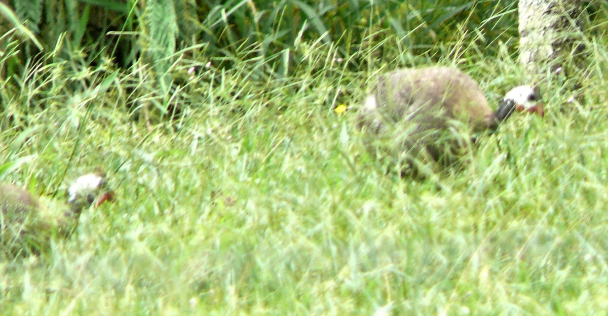 Helmeted Guineafowl (Domestic type) - ML250766881